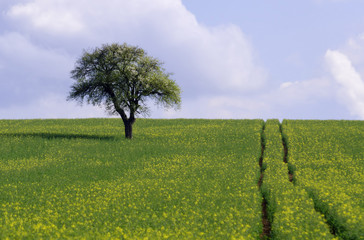 field and tree