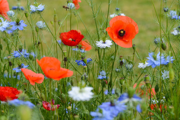 Obraz premium Fleurs - Coquelicots