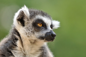 Lemur portrait