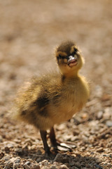 Small mallard or wild duck