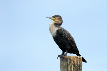 Portrait from a Cape Cormorant.