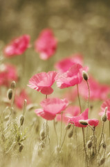rosa Mohn Art Blüten im Sommer auf dem Feld Hochformat 