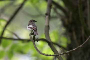 Flycatcher on tree branche