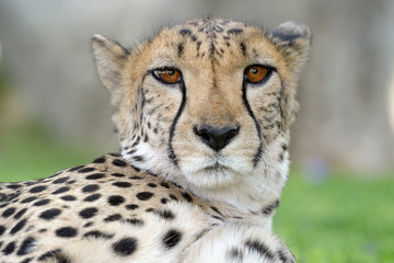 Cheetah portrait.