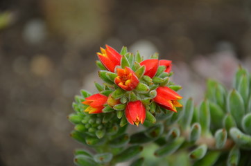 Sukkulentenblüte