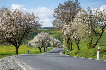 road with alley of cherry trees in bloom