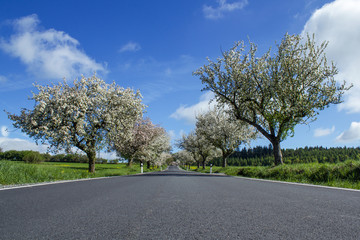 road with alley of cherry trees in bloom