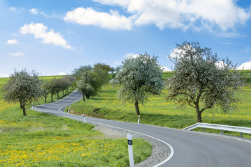 road with alley of cherry trees in bloom