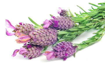 Lavandula stoechas, Spanish lavender