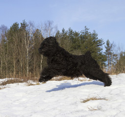 Fototapeta premium Black Russian Terrier