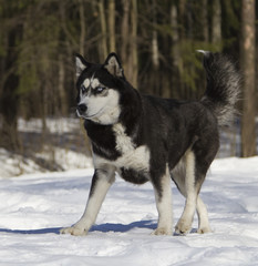 Siberian husky run on snow