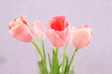 Fototapeta premium flowers isolated on white. tulips