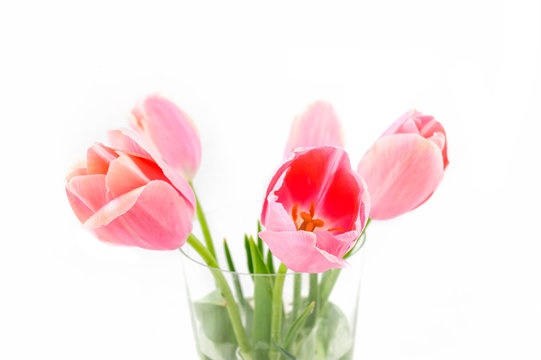 flowers isolated on white. tulips