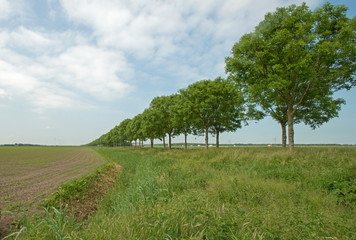 Row of trees in perspective