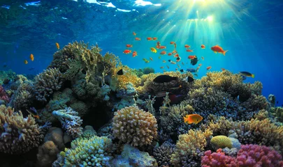 Stickers pour porte Récifs coralliens Vue sous-marine