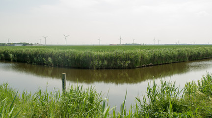 Canal through a Dutch landscape in spring