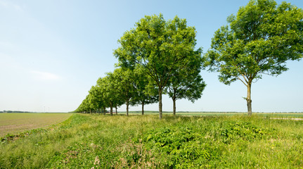 Trees along a field in spring