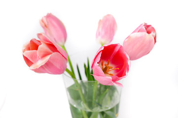 Fototapeta premium kwiaty na białym tle. tulipany