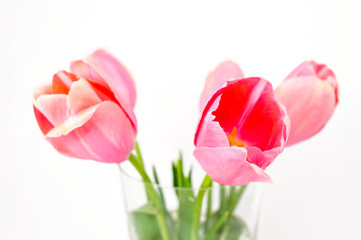 Fototapeta premium flowers isolated on white. tulips
