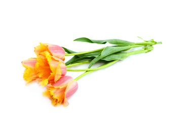 Fototapeta premium flowers isolated on white. tulips