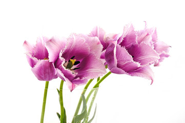 flowers isolated on white. tulips
