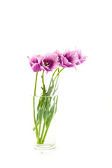 Naklejka na ściany i meble kwiaty na białym tle. tulipany