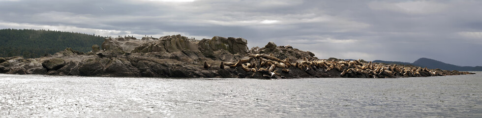 Fototapeta na wymiar Sea Lion Panorama