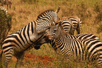 Fototapeta na wymiar Zebra stallions fighting