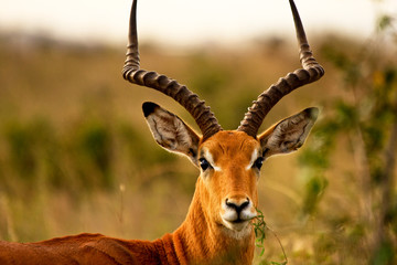 Male impala chewing grass - obrazy, fototapety, plakaty