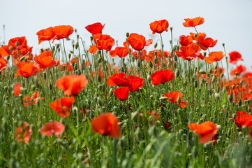 Fleurs - Coquelicots