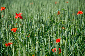 Fleurs - Coquelicots - Blé