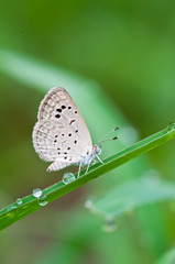 Pale Grass Blue butterfly , bangkok,thailand