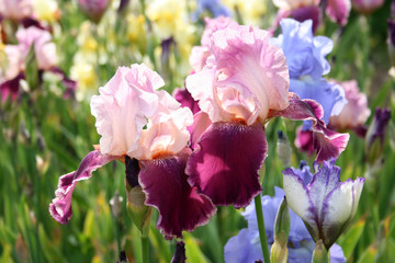 Pink garden iris