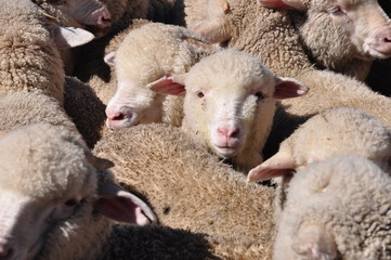 Naklejka premium new zealand sheep