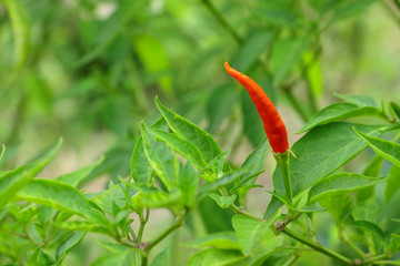 Red chili peppers on the plant.