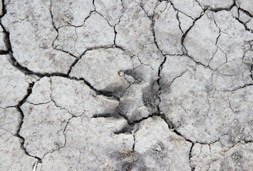 Dog trace on the dry earth with cracks.