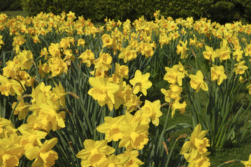 Obraz premium Field of daffodils
