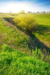 Fototapeta premium Field of grass,blue sky and sun.