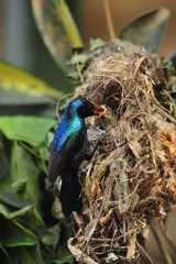 Male Sunbird feeding his newborn chicks in nest