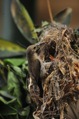 Female Sunbird feeding the chicks in nest