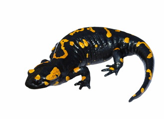 Fire Salamander  isolated on white background