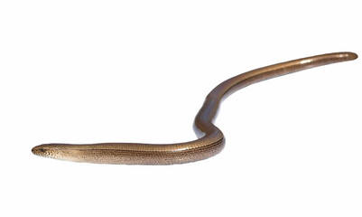 Slowworm (Anguis fragilis) isolated on white background
