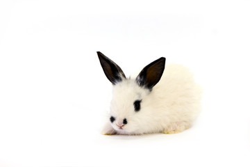white bunny