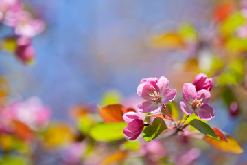 pink blossom branch macro shot