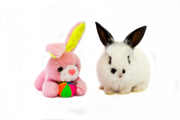 white bunny with a pink teddy rabbit