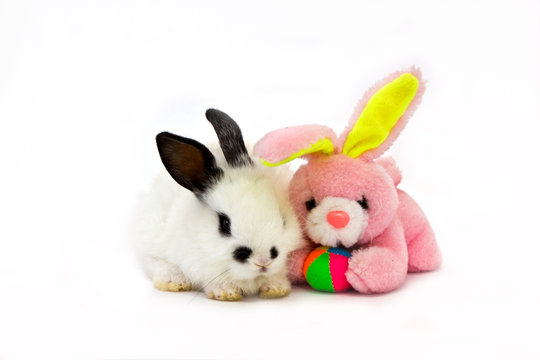 white bunny with a pink teddy rabbit