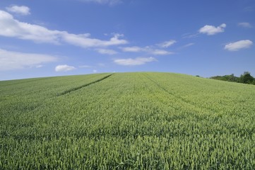 Green wheat field