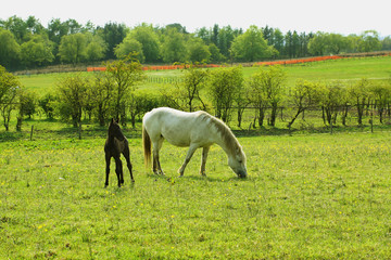 Two horses, a mare and a colt in Spring pasture - obrazy, fototapety, plakaty