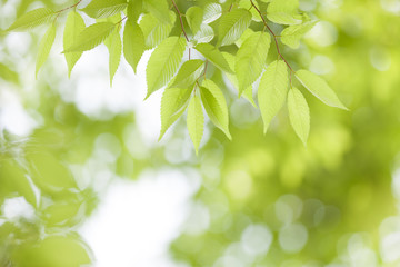 Fototapeta na wymiar Świeże zielone liście z Zelkova