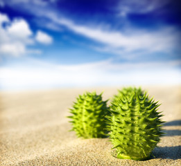 cactus in the desert sand